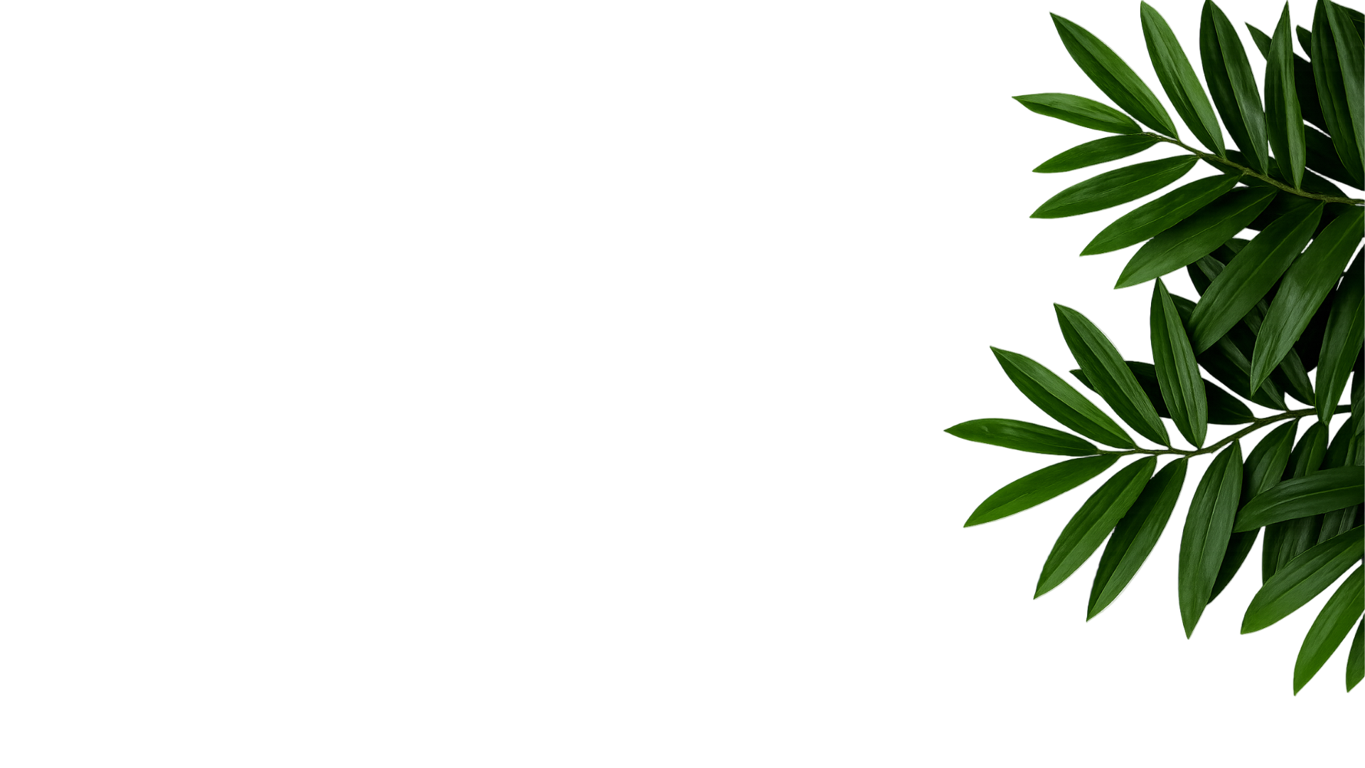 Green leafy branch on a white background